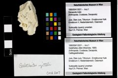 Foto (Objekt + Etiketten) von Galatheites zitteli (Moericke, 1889) 